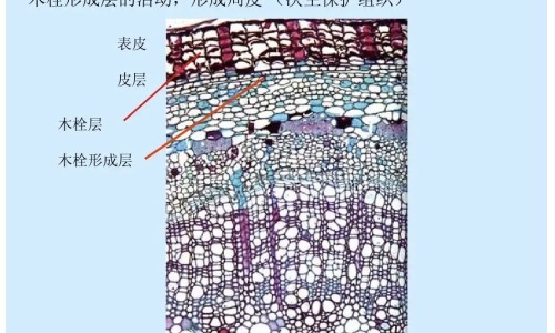 黄瓜仔粉的药用价值网- 黄瓜仔粉的功效与作用及禁忌知识,分享黄瓜仔粉的作用和功效与禁忌