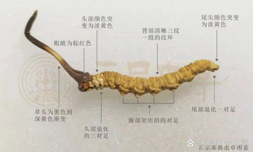 黄瓜仔粉的药用价值网- 黄瓜仔粉的功效与作用及禁忌知识,分享黄瓜仔粉的作用和功效与禁忌